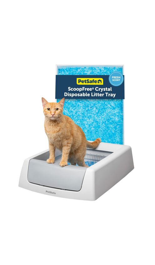 1. PetSafe ScoopFree Crystal Classic: The Budget Box That Ends Scooping